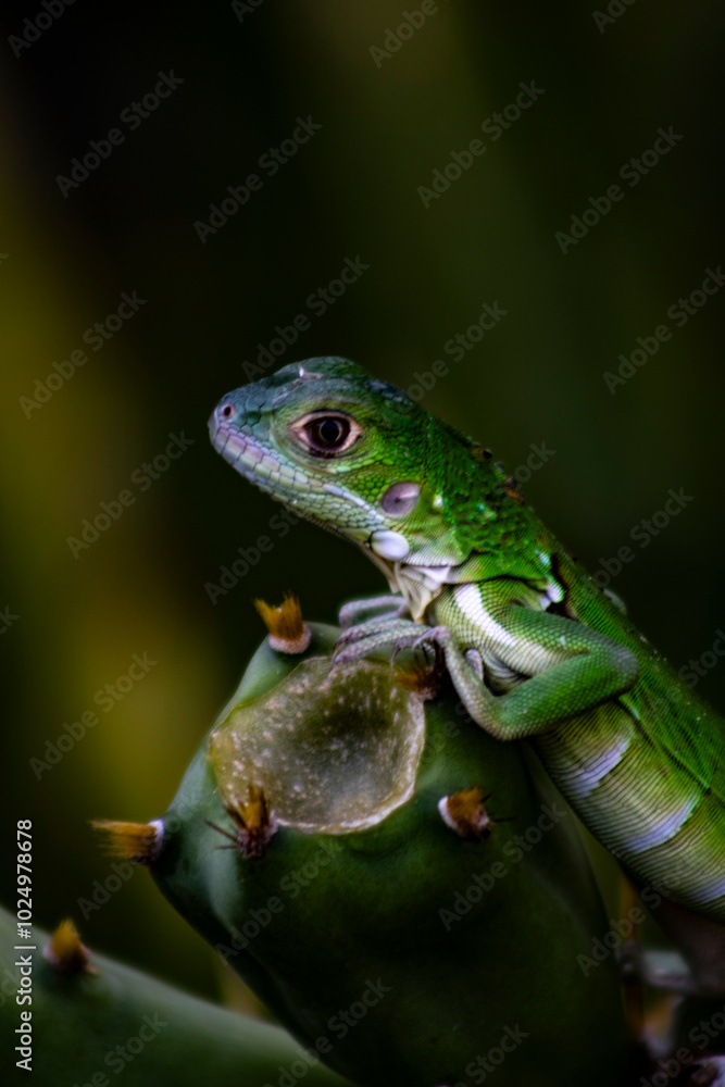 Obraz premium lagarto sobre cactus