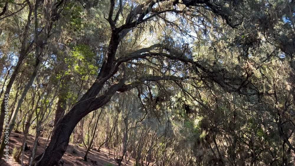 Bosque de laurisilva en los montes de la isla de Tenerife, islas Canarias Bosque de laurisilva en los montes de la isla de Tenerife, islas Canarias