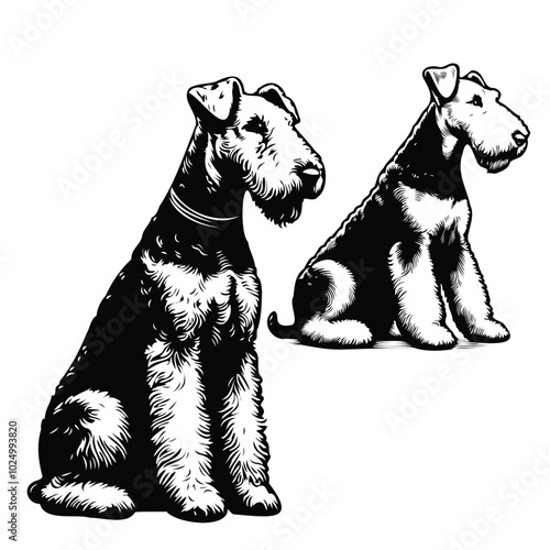 Airedale Terrier clean vector silhouettes on white background Close up of an Airedale terrier
 Airedale Terrier Dog on a white background vector illustration Silhouette of Airedale terrier dog