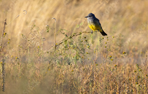 Cassin's Kingbird in selected focus perched on twig against graceful, dry grasses photo