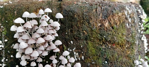 Coprinellus Disseminatus Little Mushrooms That Grow On Dead Wood Trunks 15 photo