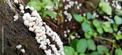  Coprinellus Disseminatus Little Mushrooms That Grow On Dead Wood Trunks photo