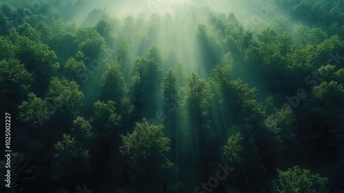 Serene Forest Canopy: Aerial View of Sunlight Filtering Through Lush Tree Tops in Soft Green Hues Captured by DJI Mavic Air 2 Drone with Wide Angle Lens