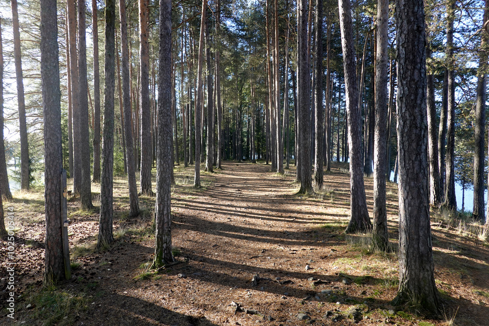 In the forest In the forest