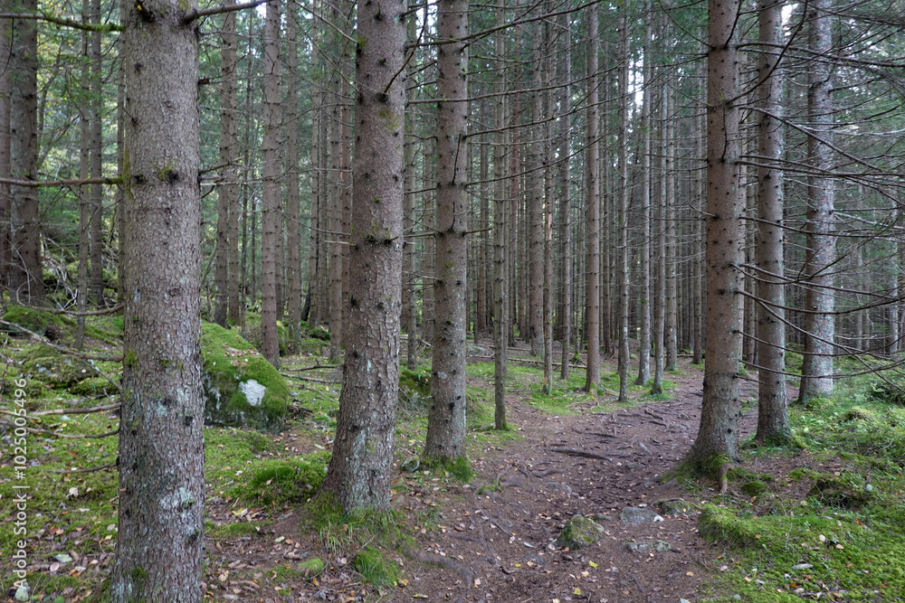 Obraz premium In the forest