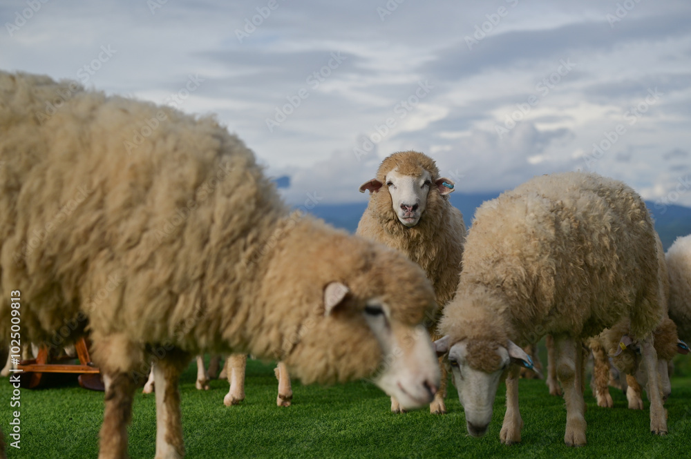 Naklejka premium A sheep from the flock stares directly into the camera, its wooly companions surrounding it, with the soft evening light creating a serene atmosphere.