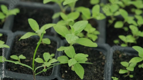 Organic vegetable seedlings planted regularly in the greenhouse