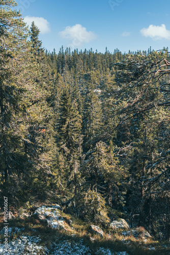 Forest of Svartdalstjerna Forest Reserve by Bygdeborgen Borgen, the Totenåsen Hills. photo