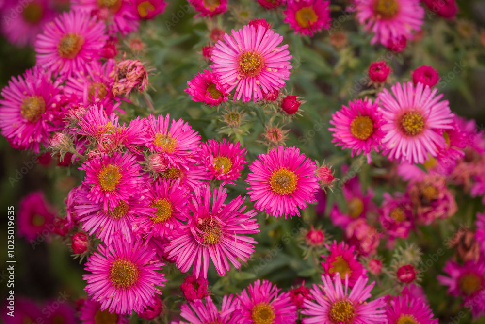 Photo of dahlia flowers in the garden