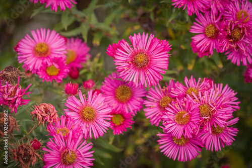 Photo of dahlia flowers in the garden