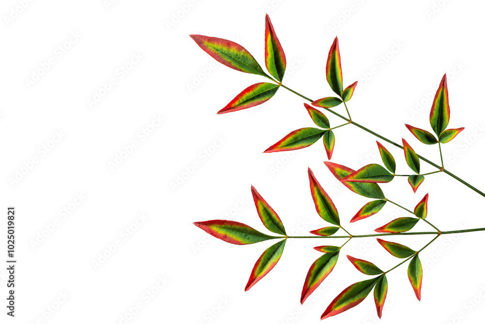 Nandina domestica isolated on white background. Heavenly bamboo with beautiful red-green leaves. Nandina domestica isolated on white background. Heavenly bamboo with beautiful red-green leaves.