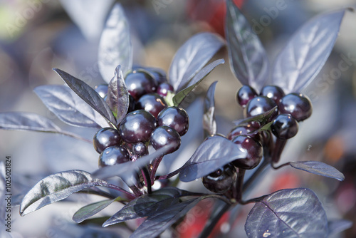 からしの仲間のブラックパール