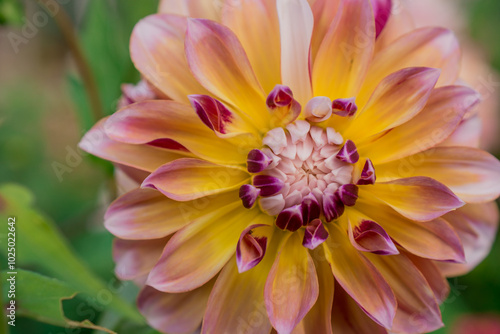 Photo of dahlia flowers in the garden