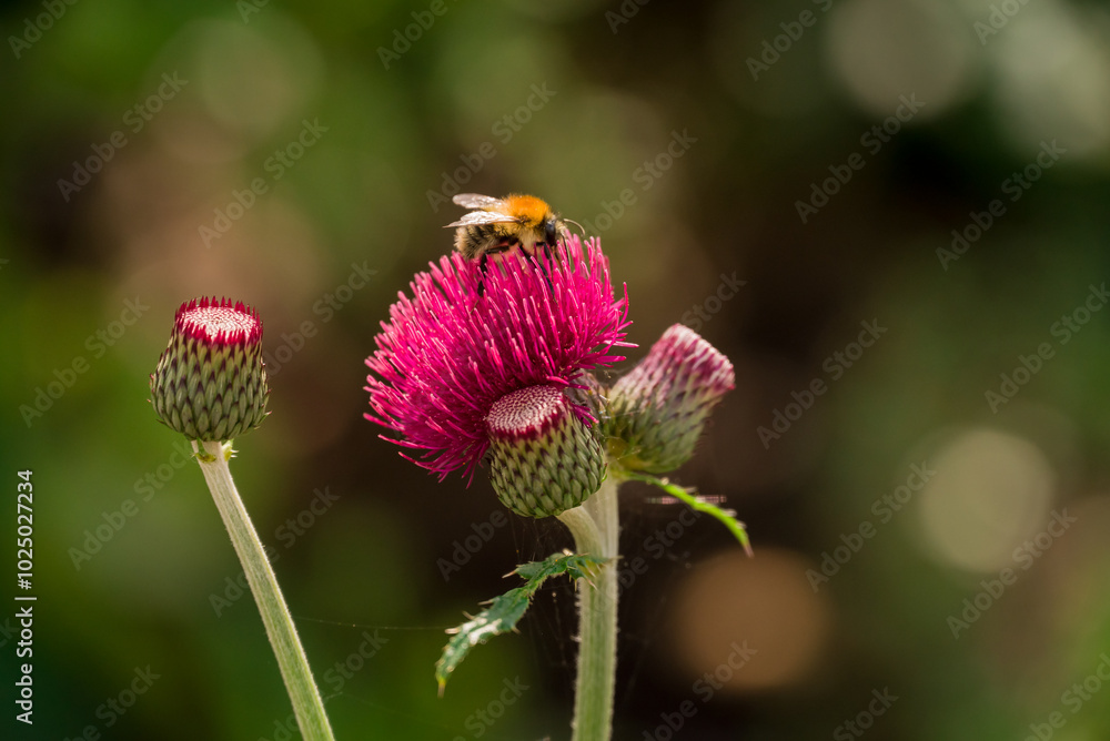 Photo of dahlia flowers in the garden Photo of dahlia flowers in the garden