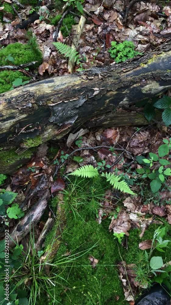 Old rotten tree trunk on the forest ground, leaves moss and fern plants, autumn season vertical video Old rotten tree trunk on the forest ground, leaves moss and fern plants, autumn season vertical video