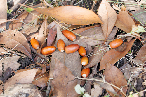 どんぐり拾い（マテバシイ）