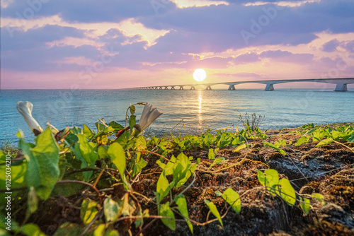 Sunrise with a view from the dike on the Zeeland Bridge in a Dutch sea landscape with wild flowers in the province of Zeeland photo