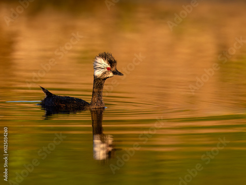 White-tufted Grebe with reflection swimming in green orange water photo