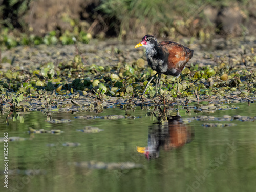 Juvenile Wattled Jacana with reflection foraging on the pond