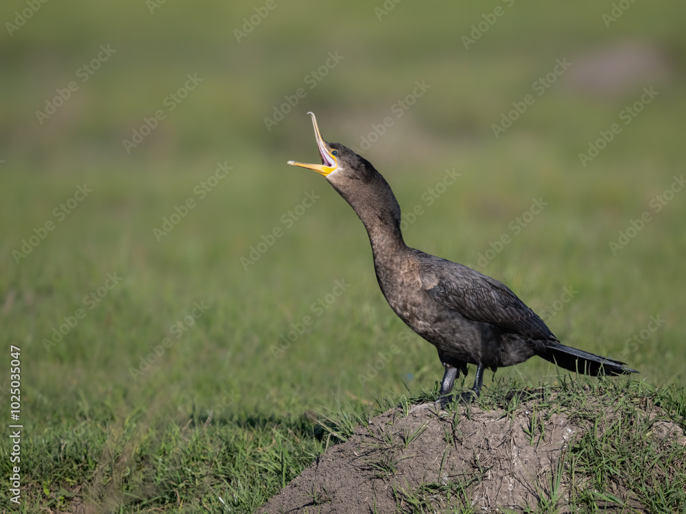 Fototapeta premium Neotropic Cormorant standing on the field and calling, portrait