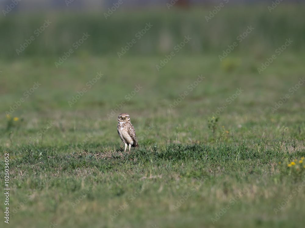 Burrowing Owl standing on the field Burrowing Owl standing on the field