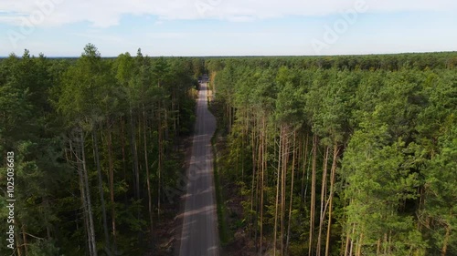 Wallpaper Mural coniferous forest fir pine flyby drone Poland Torontodigital.ca