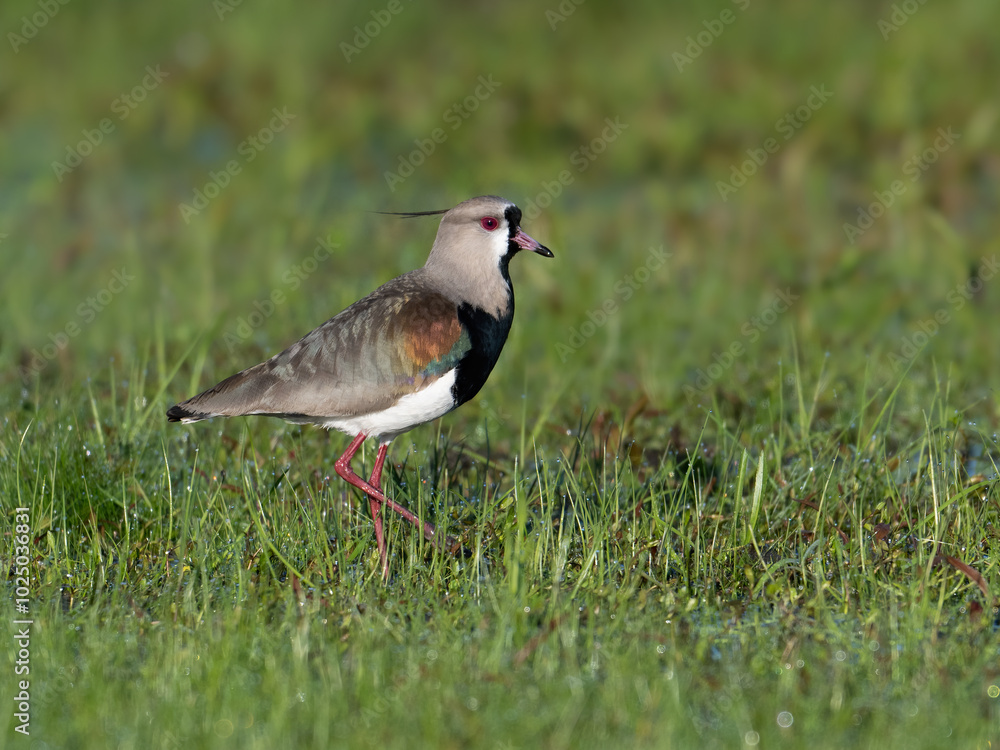 Southern Lapwing portrait on green grass Southern Lapwing portrait on green grass