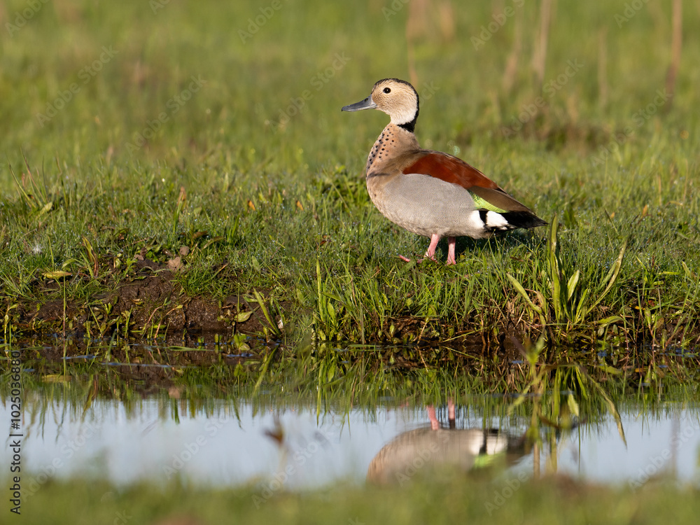 Fototapeta premium Male Ringed Teal with reflection standing on grass