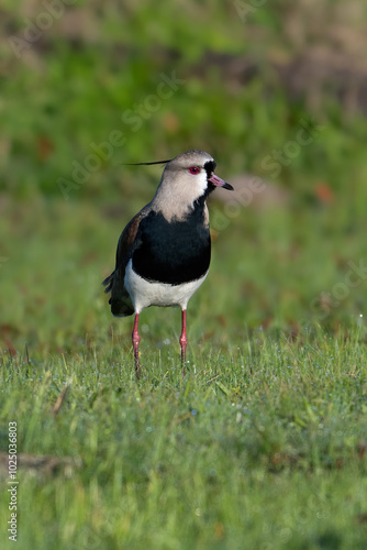 Southern Lapwing portrait on green grass