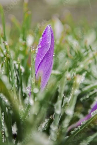 Krokus photo