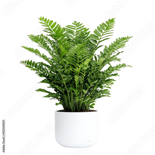 Lush green fern plant in a modern white pot, perfect for adding a touch of nature to any indoor space. isolated background