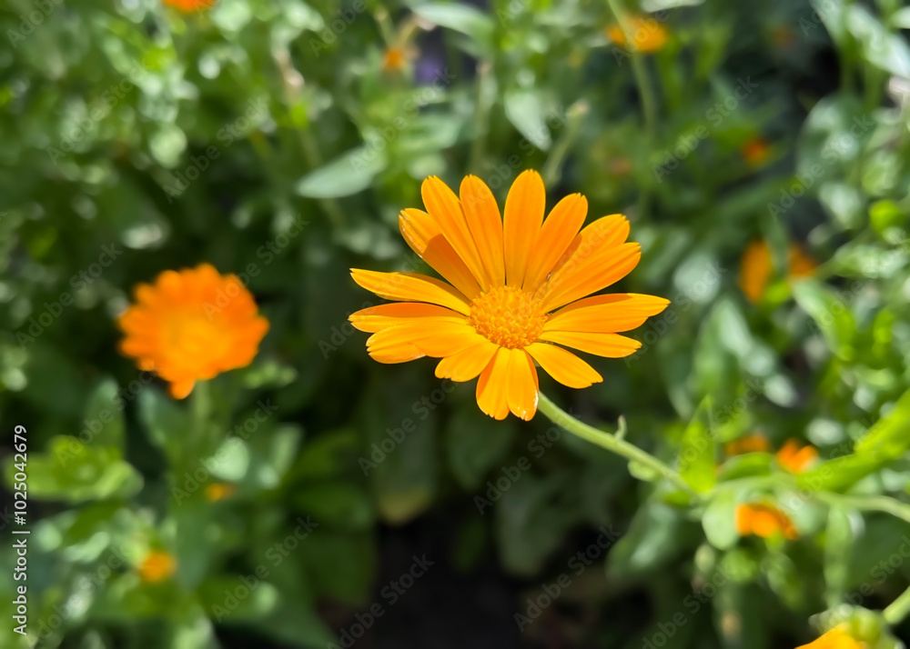 medicinal plant calendula blooming in the flower garden medicinal plant calendula blooming in the flower garden
