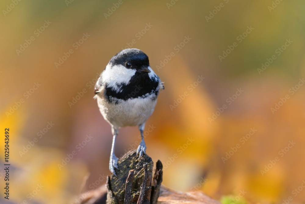 Obraz premium A cute coal tit sits on a tree stump. Wildlife scene with a titmouse. Periparus ater