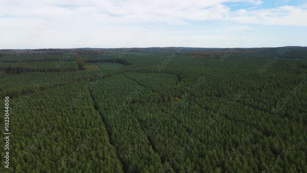 coniferous forest fir pine flyby drone Poland coniferous forest fir pine flyby drone Poland