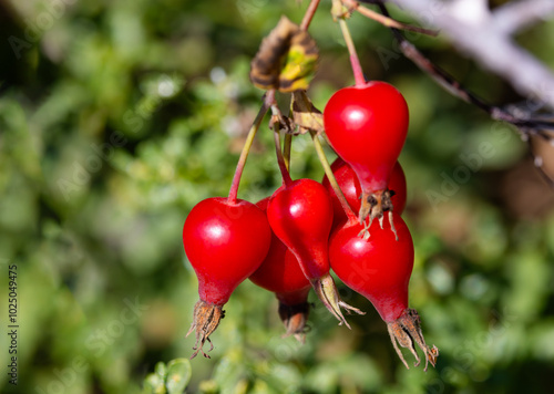 Autumn ripe rose hips fruit of California Wild Rose glistens red in bright sunshine photo