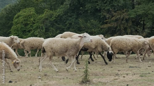 Sheep are grazing at the edge of the forest