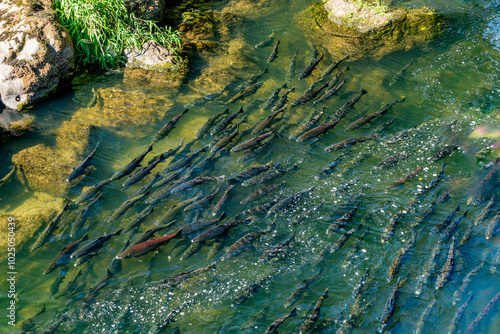 Deschutes River Salmon 3