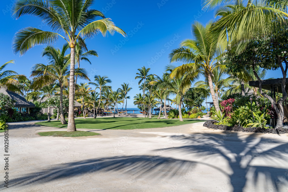 The coconut tree (Cocos nucifera) is a member of the palm tree family ...