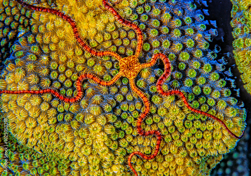 Fototapeta Naklejka Na Ścianę i Meble -  Brittle stars on coral reef feeding