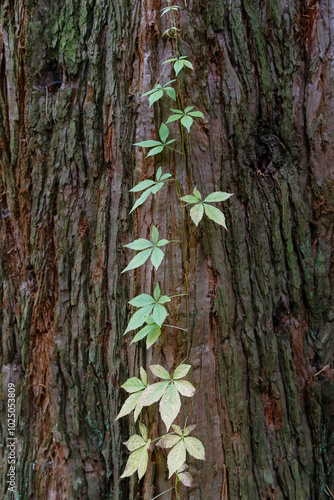 Baum-Arbo 3