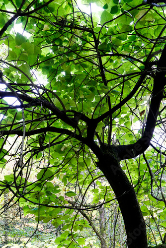 Baum-Arbo 2
