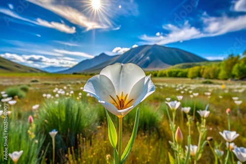 Beautiful Sego Lily Blooming in Utah's Natural Landscape During Springtime in the Wildflower Meadow photo