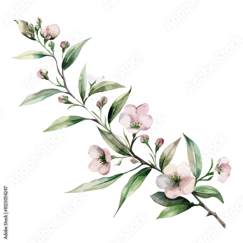 Watercolor clipart of wax flower, isolated on a white background, and wax flower vector