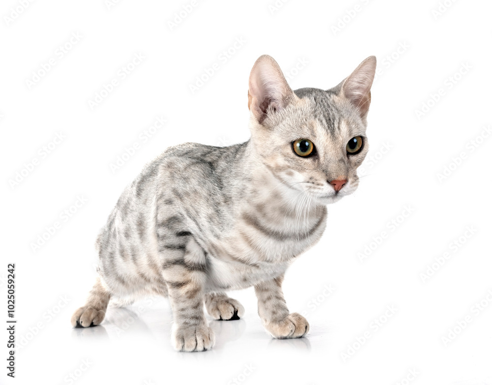 bengal kitten in studio bengal kitten in studio