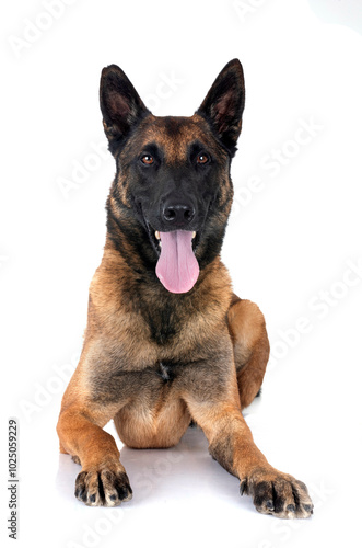 malinois in studio