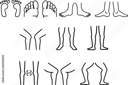 Human Anatomy Vector Set: Foot, Toe, Knee, Leg, and Patella Illustrations for Medical, Educational, and Artistic Purposes - Perfect for Designers and Health Professionals