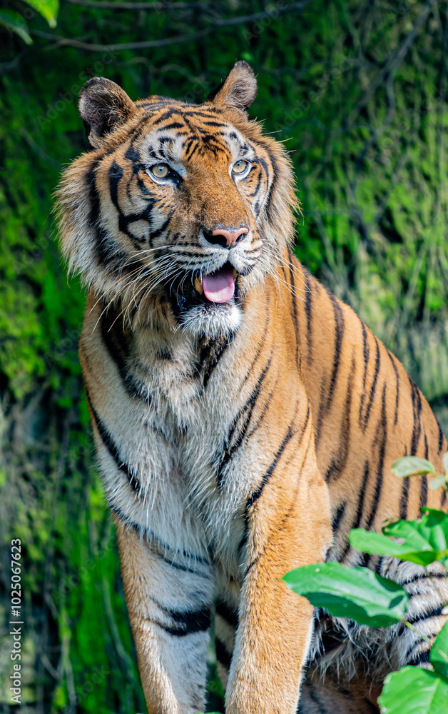 Fototapeta premium A fearsome and ferocious wild tiger