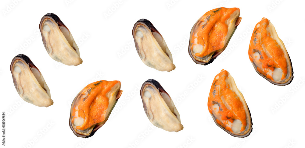 Top view set of cooked or steamed mussels meat isolated with clipping path in png file format Top view set of cooked or steamed mussels meat isolated with clipping path in png file format