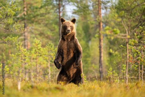 Female brown bear standing in the forest scenery