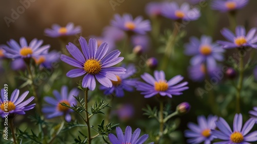 A field of purple daisies with yellow centers in soft focus, bathed in warm sunlight.